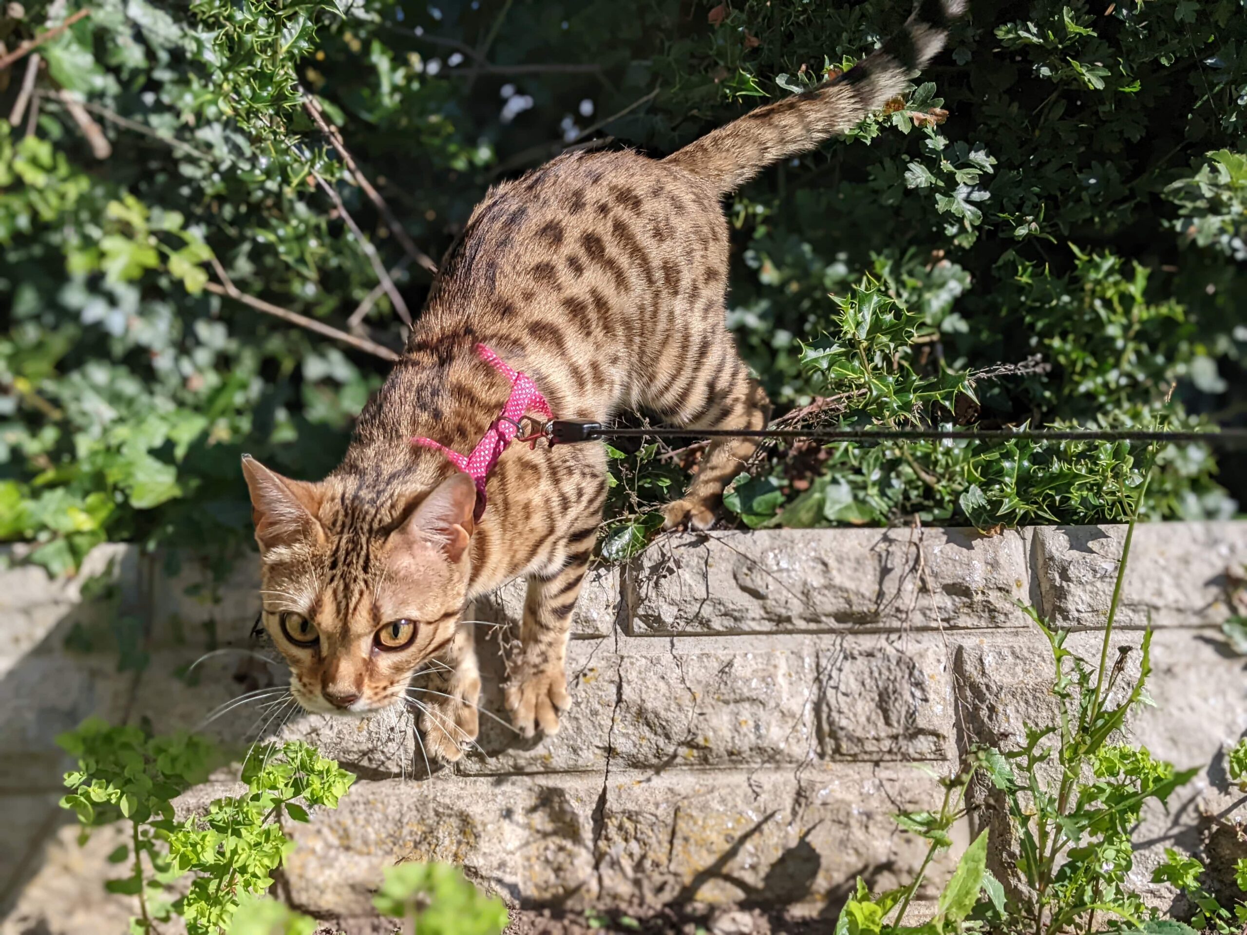 cat sitting crewe and haslington-min