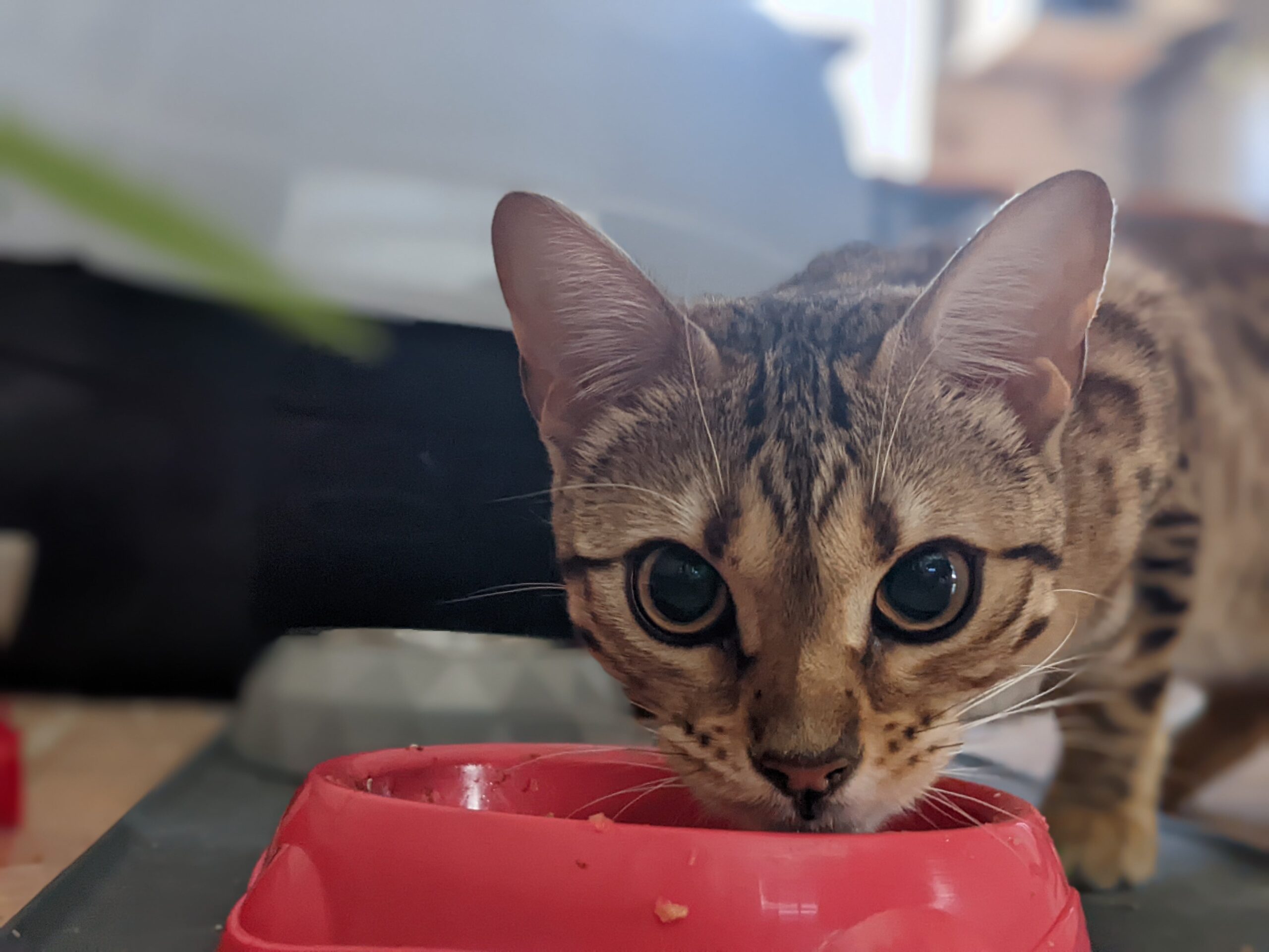 cattery alternative crewe and haslington-min