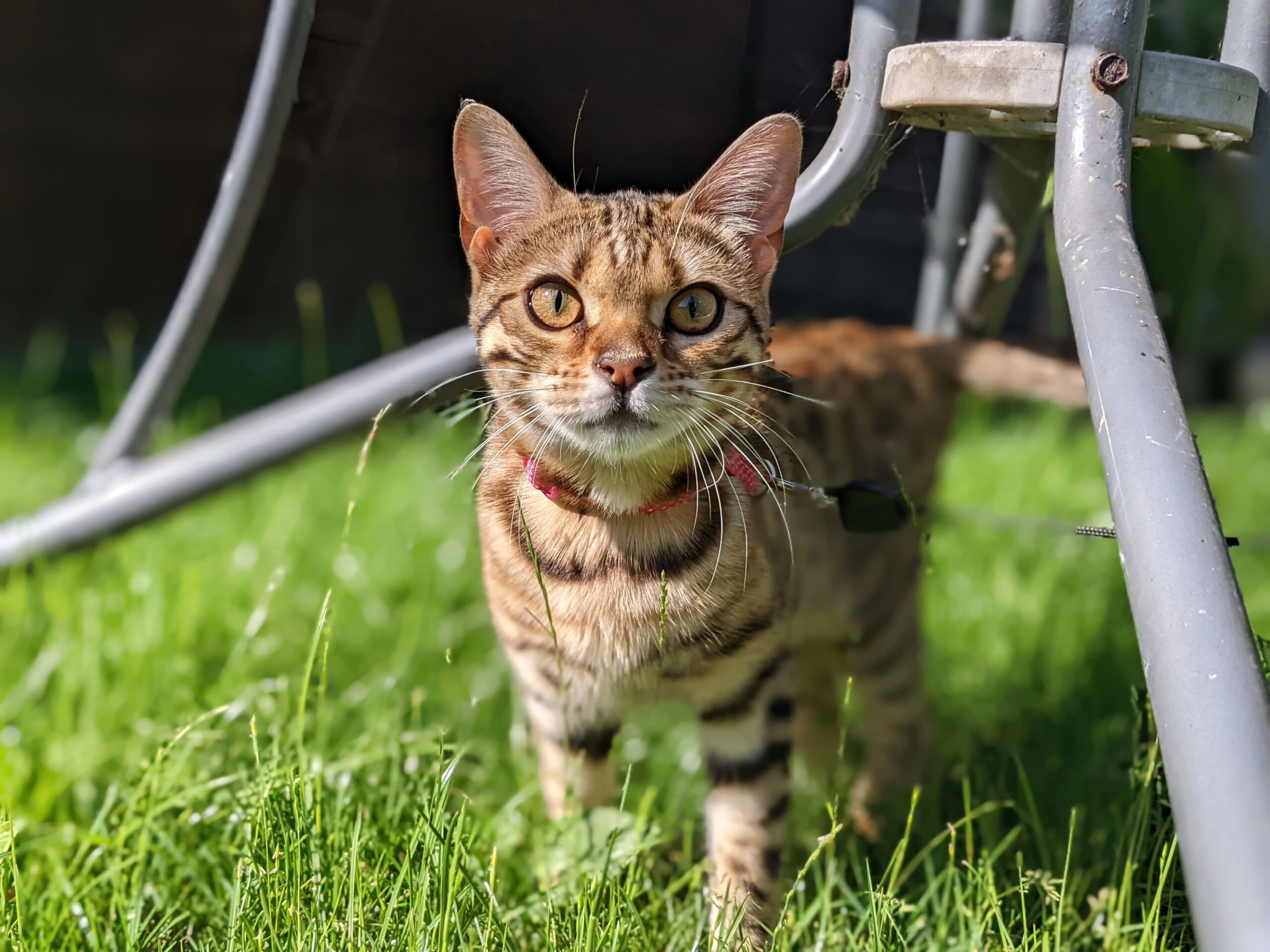 cattery crewe and haslington-min